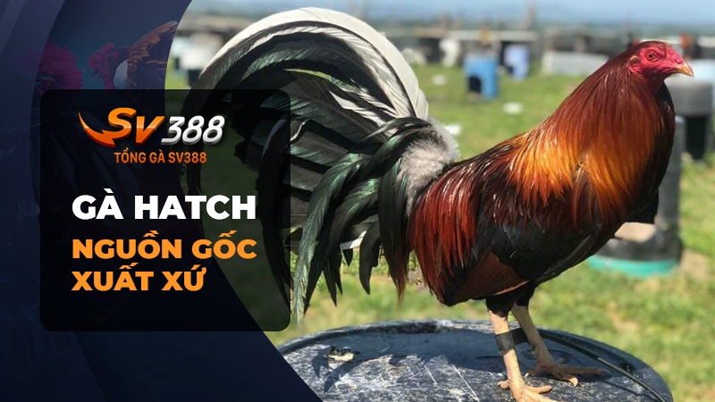 Nguồn gốc xuất xứ của gà Hatch