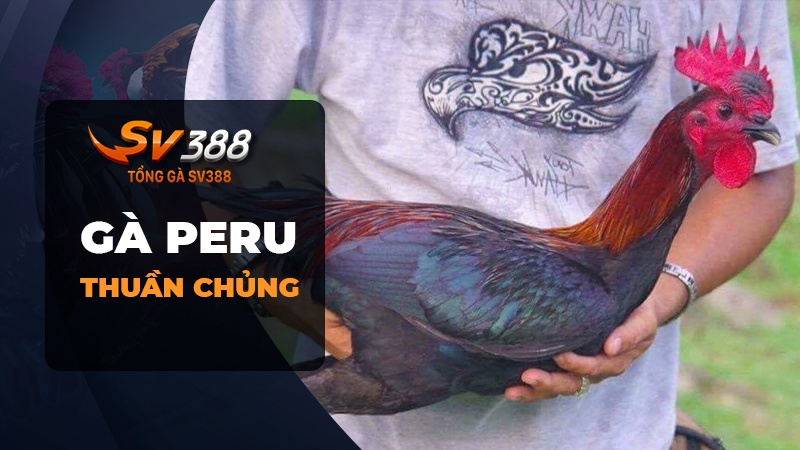 Gà Peru thuần chủng