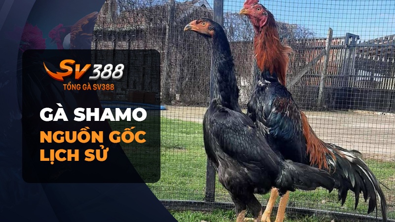 Nguồn gốc lịch sử của gà Shamo