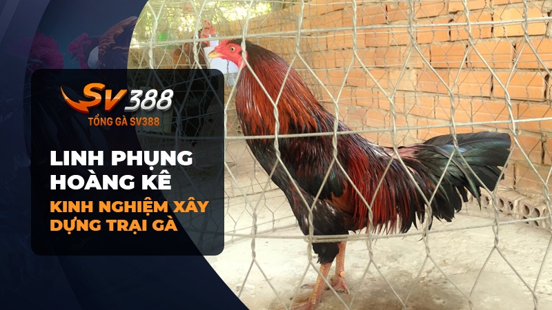 Kinh nghiệm xây dựng trại gà từ Phụng Hoàng Kê