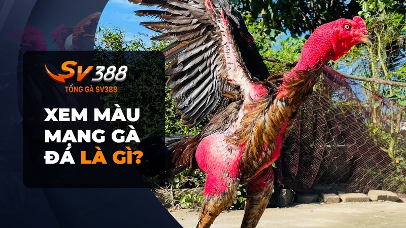 Xem màu mạng gà đá là gì?