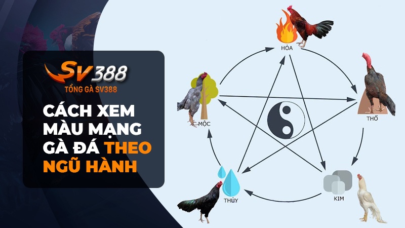 Xem màu mạng gà đá theo ngũ hành