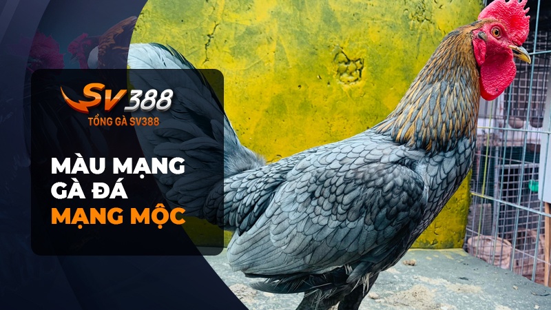 Màu mạng gà đá - Mạng Mộc