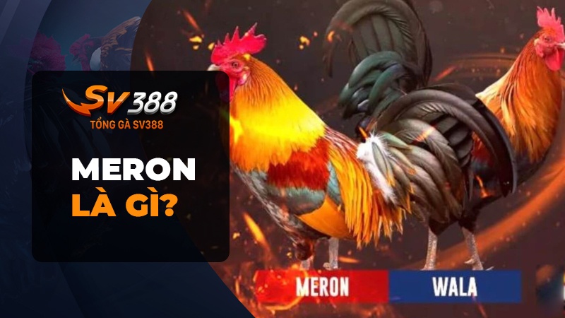 Meron là gì?