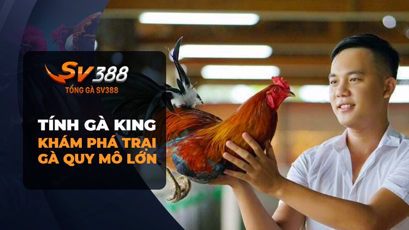 Khám phá trại gà Tính Gà King 