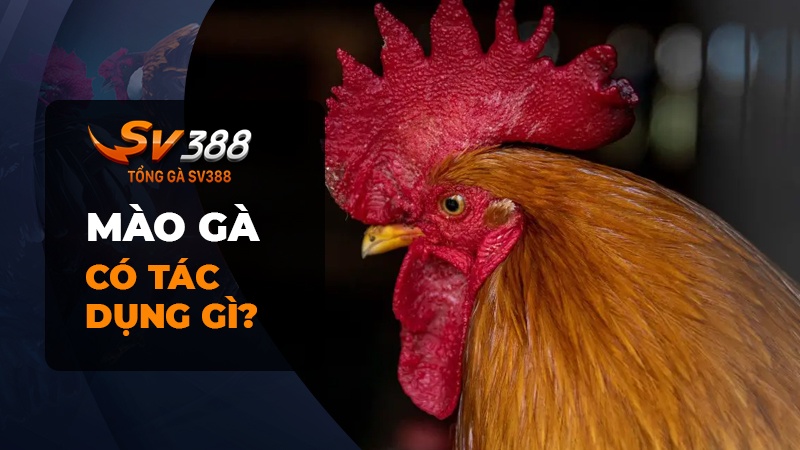 Xem mào gà chọi đá hay - Mào gà có tác dụng gì?