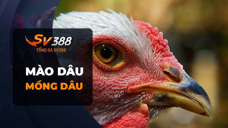 Xem mào gà chọi đá hay - Mào dâu