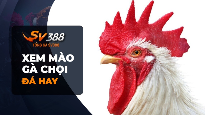 Cách xem mào gà chọi đá hay chưa ai mách cho bạn