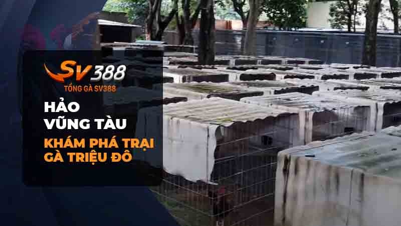 Khám phá trại gà “triệu đô” của anh Hảo Vũng Tàu 