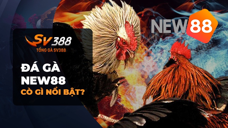 Đánh giá về đá gà New88