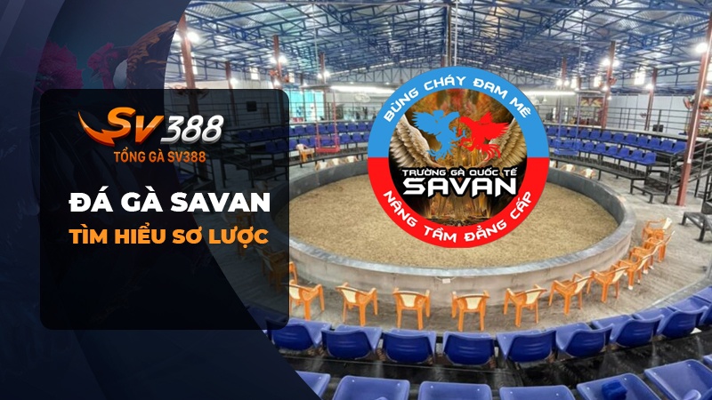 Sơ lược về đá gà Savan