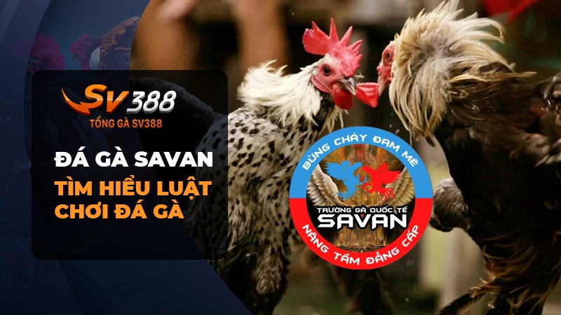 Luật tham gia đá gà Savan