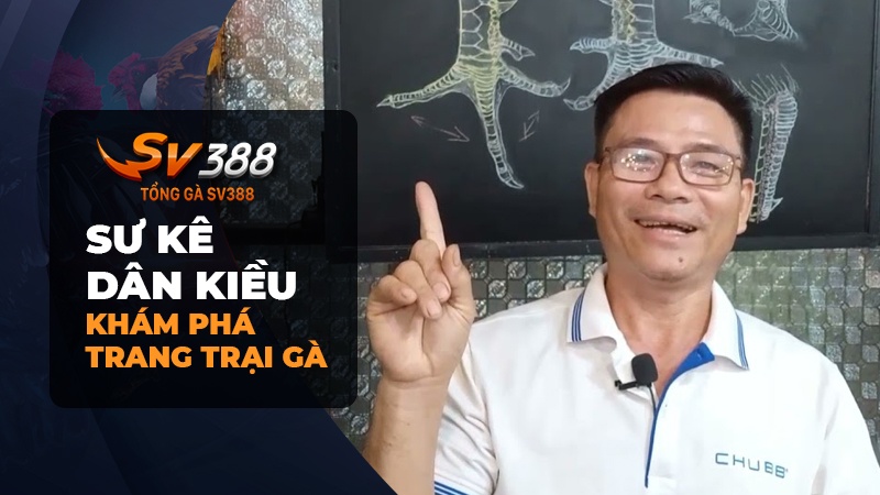 Khám phá trang trại gà nòi sư kê Dân Kiều