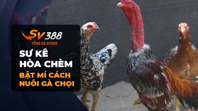 Bật mí kinh nghiệm nuôi gà từ sư kê Hòa Chèm