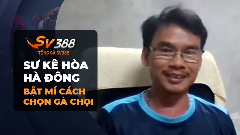 Bật mí cách chọn gà chọi từ sư kê Hòa Hà Đông