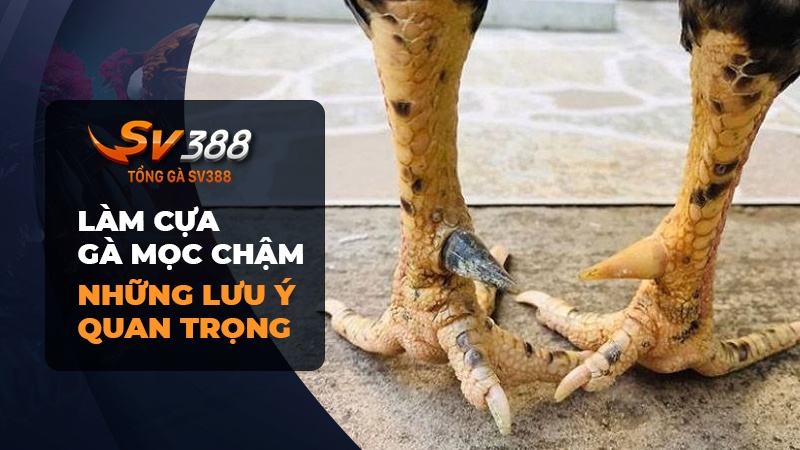 Những lưu ý trong cách làm cựa gà mọc chậm