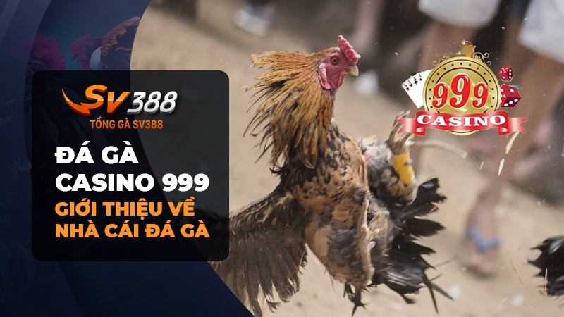 Giới thiệu về đá gà Casino 999