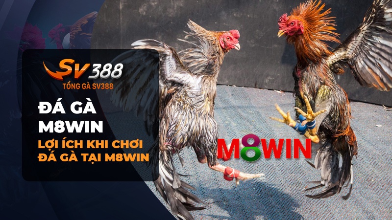 Lợi ích khi người chơi đá gà tại M8WIN