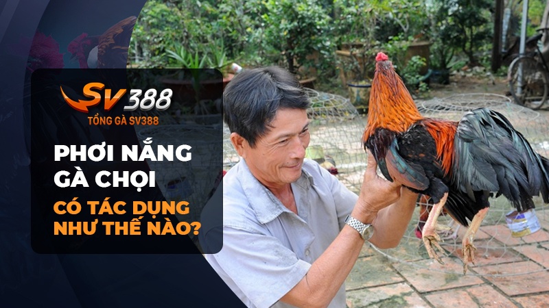 Tác dụng của phơi nắng cho gà chọi