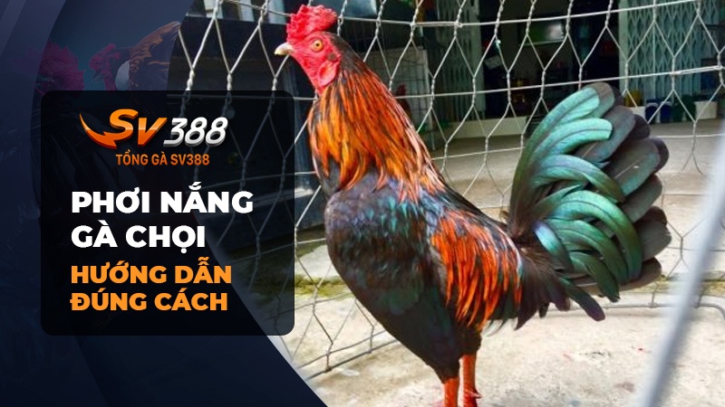 Hướng dẫn phơi nắng cho gà chọi đúng cách