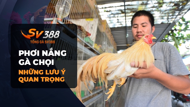 Những lưu ý khi phơi nắng cho gà chọi