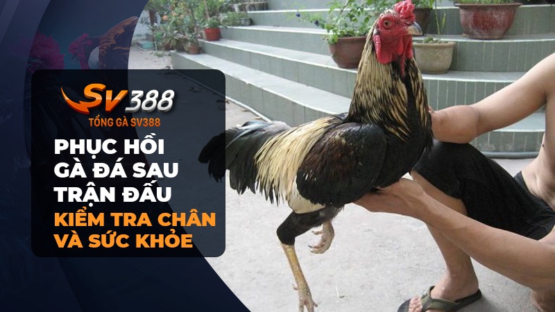 Phục hồi cho gà đá sau trận đấu - Kiểm tra chân và sức khỏe