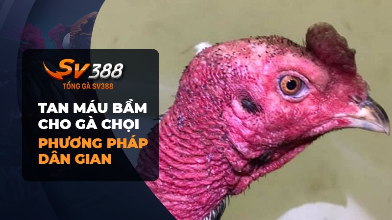 Hướng dẫn tan máu bầm cho gà chọi bằng phương pháp dân gian