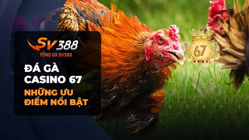 Những ưu điểm khi tham gia đá gà casino 67