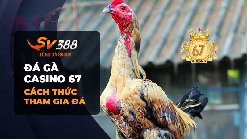 Đá gà casino 67 | Tham gia đá gà casino 67 online