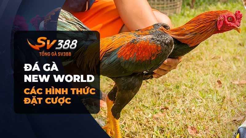 Cách hình thức đặt cược tại Đá gà New World