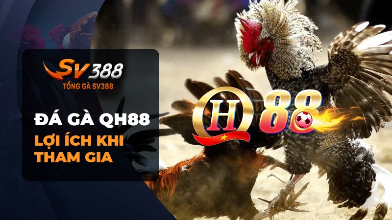 Lợi ích khi tham gia đá gà QH88