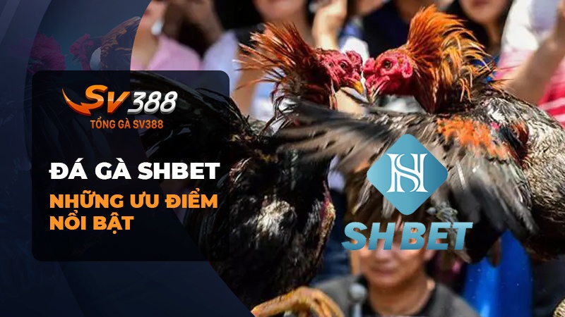 Vì sao nên cược đá gà SHBET?