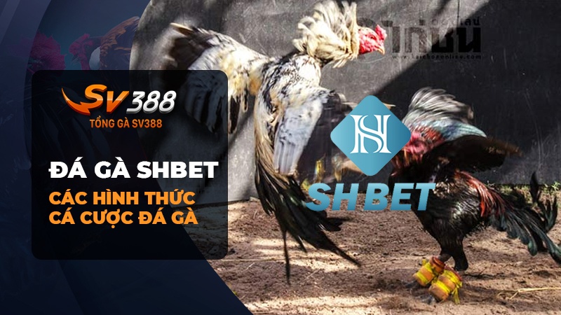 Các hình thức cược đá gà SHBET