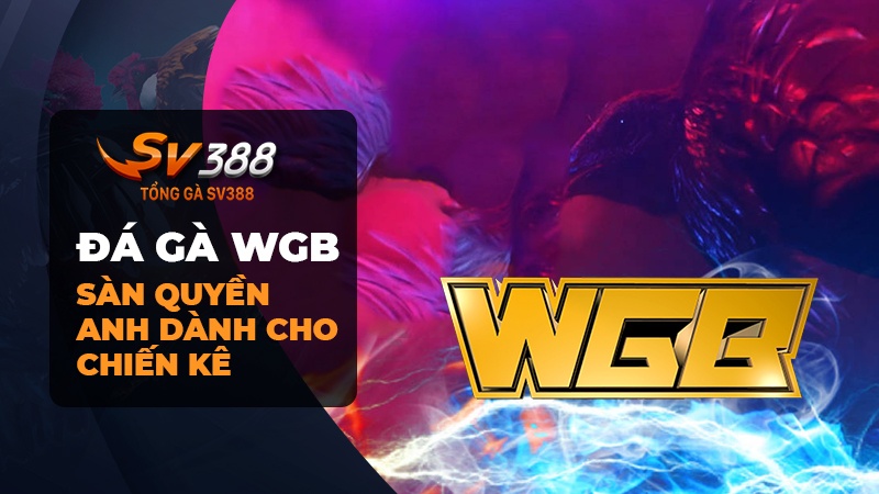 Đá gà WGB | Sàn quyền anh dành cho chiến kê