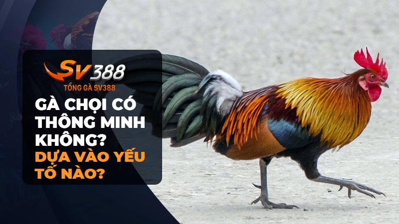 Dựa vào yếu tố nào để biết gà chọi có thông minh không?