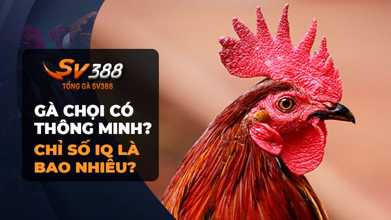 Gà chọi có thông minh không? Chỉ số IQ gà chọi là bao nhiêu?