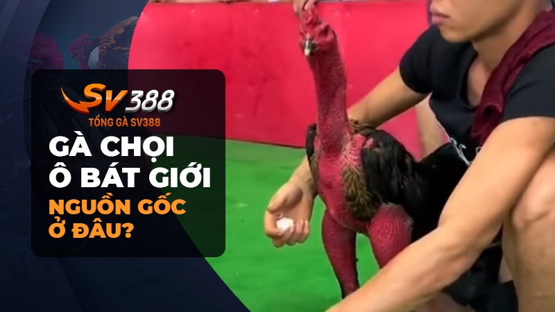 Nguồn gốc của gà chọi Ô Bát Giới từ đâu?