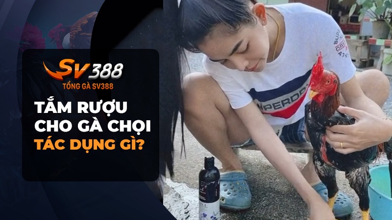 Tắm rượu cho gà chọi có tác dụng gì?