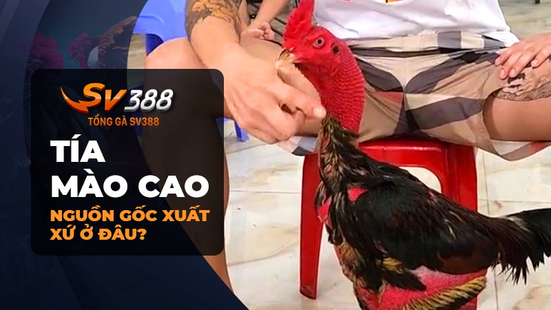 Giới thiệu về Tía Mào Cao