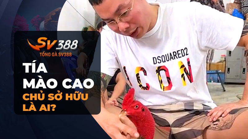 Chủ sở hữu Tía Mào Cao là ai?