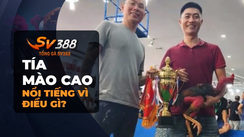 Tại sao Tía Mào Cao lại nổi danh đến vậy?