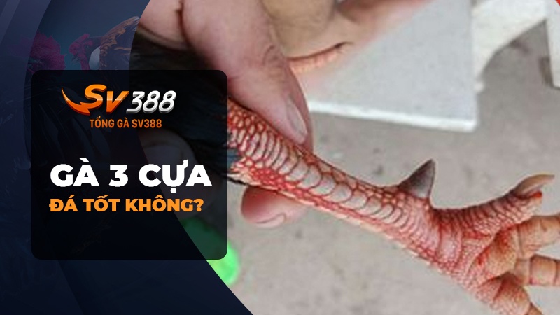 Gà chọi 3 cựa có đá tốt không? Có nên nuôi gà chọi 3 cựa để chiến đấu