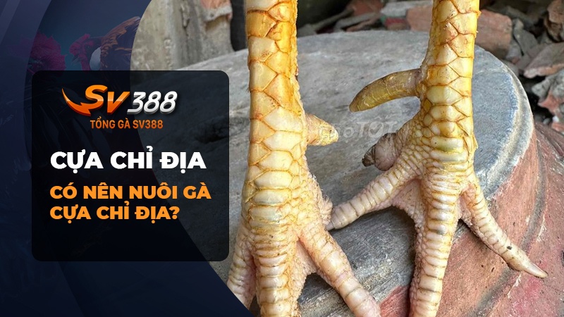 Cựa chỉ địa là gì? Có nên nuôi gà chọi cựa chỉ địa không?