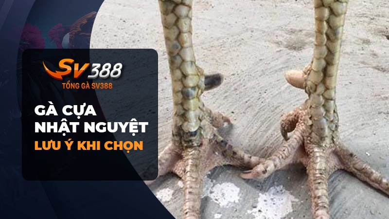 Lưu Ý Khi Lựa Chọn Gà Chọi Cựa Nhật Nguyệt