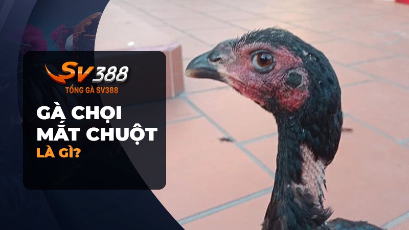 Gà chọi mắt chuột có đặc điểm gì?