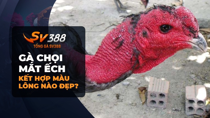 Gà chọi mắt ếch khi kết hợp với màu lông nào sẽ tốt nhất