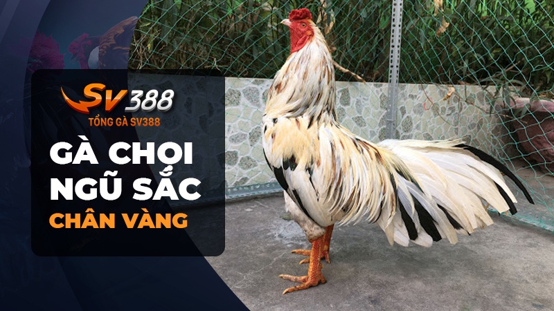 Gà chọi ngũ sắc chân vàng