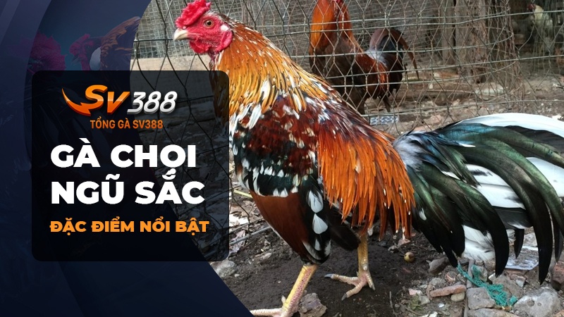 Gà chọi ngũ sắc là gì? Những đặc điểm của gà chọi ngũ sắc